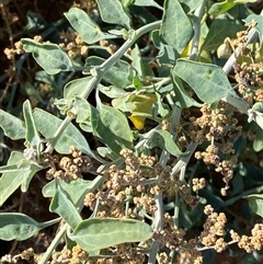 Chenopodium auricomum (Queensland Bluebush) at Tibooburra, NSW - 29 Jun 2024 by Tapirlord