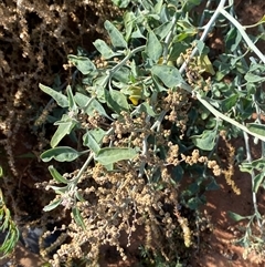 Chenopodium auricomum at Tibooburra, NSW - 29 Jun 2024 10:09 AM