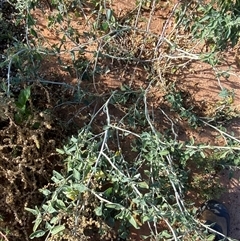 Chenopodium auricomum at Tibooburra, NSW - 29 Jun 2024 10:09 AM