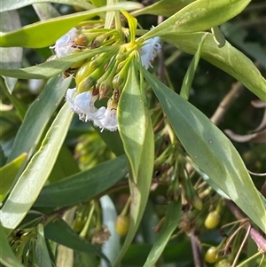 Myoporum montanum at Tibooburra, NSW - 29 Jun 2024 10:09 AM