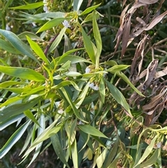 Myoporum montanum at Tibooburra, NSW - 29 Jun 2024 10:09 AM