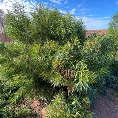 Myoporum montanum at Tibooburra, NSW - 29 Jun 2024 10:09 AM