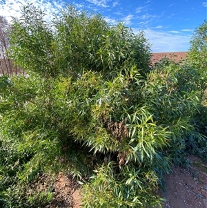 Myoporum montanum at Tibooburra, NSW - 29 Jun 2024 10:09 AM