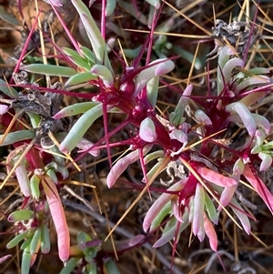 Sclerolaena longicuspis at Tibooburra, NSW - 29 Jun 2024