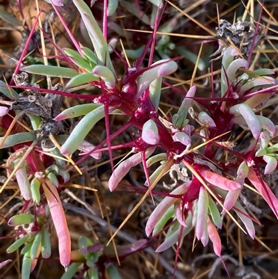 Sclerolaena longicuspis (Long-Spine Bindyi) at Tibooburra, NSW - 29 Jun 2024 by Tapirlord