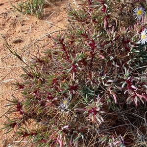 Sclerolaena longicuspis at Tibooburra, NSW - 29 Jun 2024