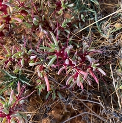 Sclerolaena longicuspis at Tibooburra, NSW - 29 Jun 2024 10:02 AM