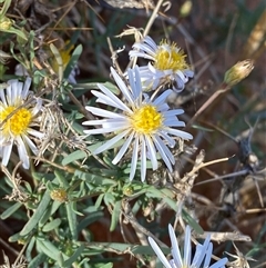 Minuria cunninghamii (Bush Minuria) at Tibooburra, NSW - 29 Jun 2024 by Tapirlord