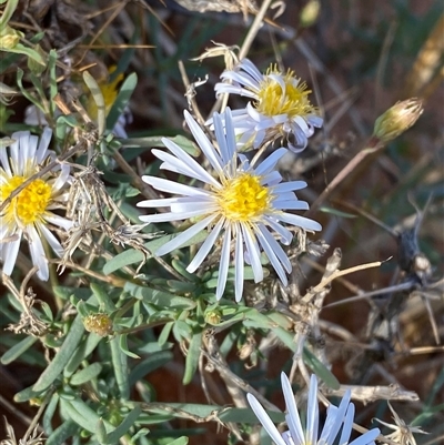 Minuria cunninghamii (Bush Minuria) at Tibooburra, NSW - 29 Jun 2024 by Tapirlord