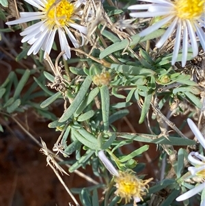 Minuria cunninghamii at Tibooburra, NSW - 29 Jun 2024