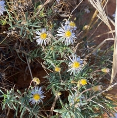 Minuria cunninghamii at Tibooburra, NSW - 29 Jun 2024