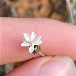 Rhodanthe stricta at suppressed - suppressed