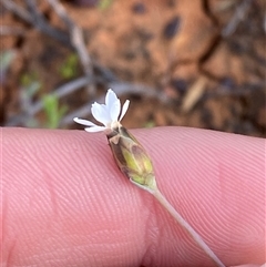 Rhodanthe stricta at suppressed - suppressed