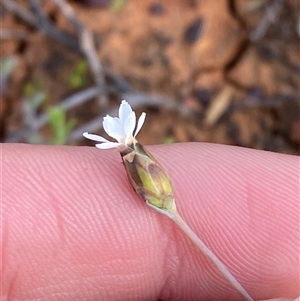 Rhodanthe stricta at suppressed - 29 Jun 2024