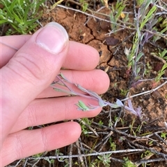 Rhodanthe stricta at suppressed - 29 Jun 2024