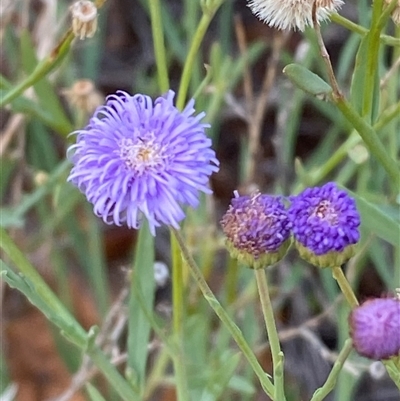 Minuria integerrima (Native Daisy) at Tibooburra, NSW - 28 Jun 2024 by Tapirlord