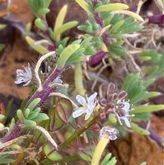 Lepidium phlebopetalum (Veined Peppercress) at Tibooburra, NSW - 28 Jun 2024 by Tapirlord