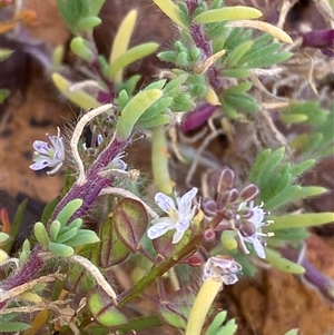 Lepidium phlebopetalum at Tibooburra, NSW - 29 Jun 2024 09:45 AM