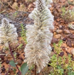 Ptilotus nobilis (Broad Foxtail, Yellow-tails) at Tibooburra, NSW - 28 Jun 2024 by Tapirlord