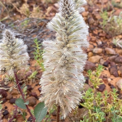 Ptilotus nobilis (Broad Foxtail, Yellow-tails) at Tibooburra, NSW - 29 Jun 2024 by Tapirlord