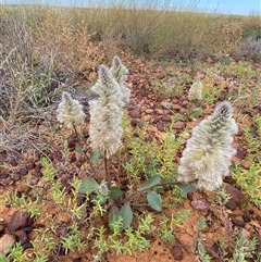 Ptilotus nobilis at Tibooburra, NSW - 29 Jun 2024 09:45 AM