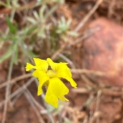 Goodenia fascicularis (Mallee Goodenia, Silky Goodenia) at Tibooburra, NSW - 29 Jun 2024 by Tapirlord