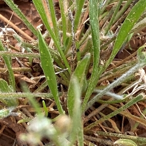 Goodenia fascicularis at Tibooburra, NSW - 29 Jun 2024 09:33 AM