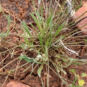 Goodenia fascicularis at Tibooburra, NSW - 29 Jun 2024 09:33 AM