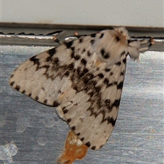 Lymantria antennata at Nelly Bay, QLD - 16 Jul 2024 by Petesteamer