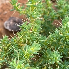 Sclerolaena cuneata (Tangled Bindyi) at Tibooburra, NSW - 28 Jun 2024 by Tapirlord