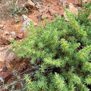 Sclerolaena cuneata at Tibooburra, NSW - 29 Jun 2024