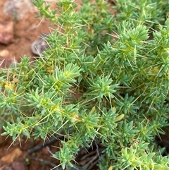 Sclerolaena cuneata at Tibooburra, NSW - 29 Jun 2024