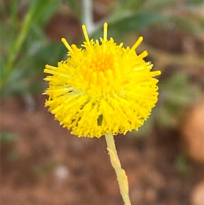 Calotis erinacea (Tangled Burr Daisy) at Tibooburra, NSW - 28 Jun 2024 by Tapirlord