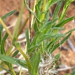 Calotis erinacea at Tibooburra, NSW - 29 Jun 2024 09:32 AM