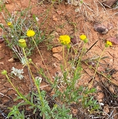 Calotis erinacea at Tibooburra, NSW - 29 Jun 2024 09:32 AM