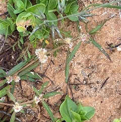 Alternanthera denticulata (Lesser Joyweed) at Tibooburra, NSW - 29 Jun 2024 by Tapirlord