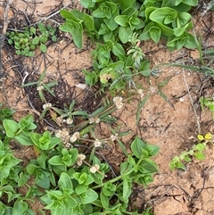 Alternanthera denticulata at Tibooburra, NSW - 29 Jun 2024 09:23 AM