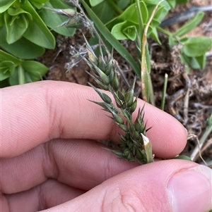 Enneapogon avenaceus at Tibooburra, NSW - 29 Jun 2024