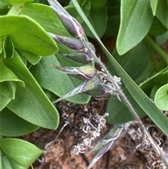 Enneapogon avenaceus at Tibooburra, NSW - 29 Jun 2024 09:23 AM
