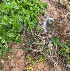 Enneapogon avenaceus at Tibooburra, NSW - 29 Jun 2024 09:23 AM
