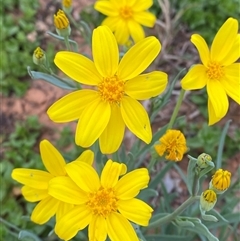 Senecio gregorii (Fleshy Groundsel, Yellow Tops) at Tibooburra, NSW - 28 Jun 2024 by Tapirlord