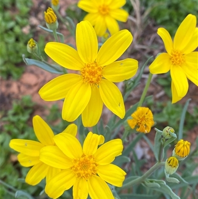 Senecio gregorii (Fleshy Groundsel, Yellow Tops) at Tibooburra, NSW - 28 Jun 2024 by Tapirlord