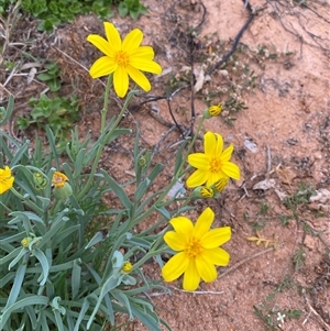 Senecio gregorii at Tibooburra, NSW - 29 Jun 2024