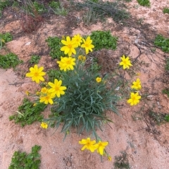 Senecio gregorii at Tibooburra, NSW - 29 Jun 2024