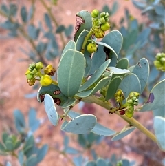 Senna artemisioides subsp. alicia at Tibooburra, NSW - 29 Jun 2024 by Tapirlord