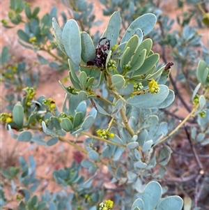 Senna artemisioides subsp. alicia at Tibooburra, NSW - 29 Jun 2024 09:15 AM