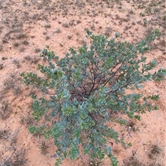 Senna artemisioides subsp. alicia at Tibooburra, NSW - 29 Jun 2024 09:15 AM