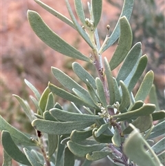 Senna phyllodinea at Tibooburra, NSW - 29 Jun 2024 by Tapirlord