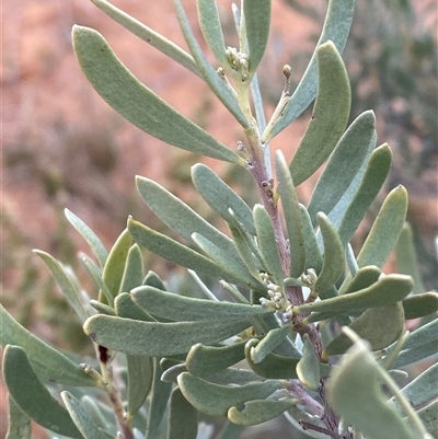 Acacia aneura at Tibooburra, NSW - 28 Jun 2024 by Tapirlord