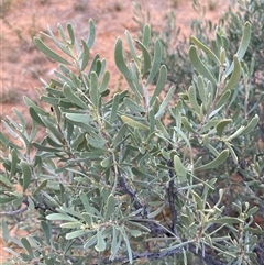 Senna phyllodinea at Tibooburra, NSW - 29 Jun 2024